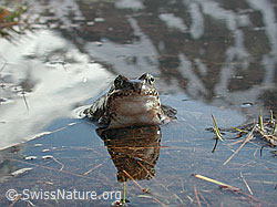 DSCN3855: Grasfrosch (Rana temporaria)