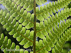 DSCN3894: Breiter Wurmfarn