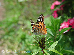 Distelfalter (Cynthia cardui) (DSCN4320)