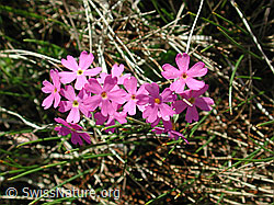 DSCN4429: Mehl-Primel