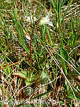 DSCN4436: Alpen-Fettblatt