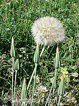 DSCN4534: Grosser Bocksbart