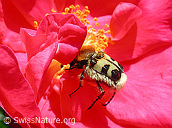 Gebänderter Pinselkäfer (Trichius fasciatus) (DSCN4586)