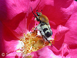 Gebänderter Pinselkäfer (Trichius fasciatus) (DSCN4590)