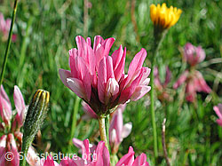 DSCN4692: Alpenklee