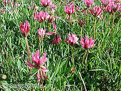DSCN4693: Alpenklee