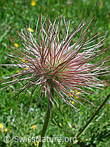 DSCN5270: Verblühte Schwefelanemone