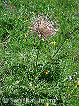 DSCN5272: Verblühte Schwefelanemone