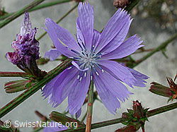 DSCN5519: Wegwarte (Cichorium intybus)
