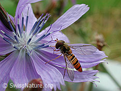 Hainschwebfliege (Episyrphus balteatus)