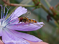 Hainschwebfliege (Episyrphus balteatus) auf Wegwarte (Cichorium intybus) (DSCN5544)