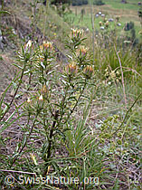 DSCN5810: Gewöhnliche Golddistel