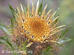 DSCN5811: Gewöhnliche Golddistel