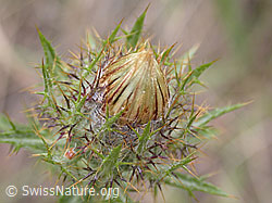 DSCN5816: Geschlossene Blüte einer gewöhnlichen Golddistel