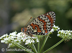 DSCN5827: Roter Scheckenfalter (Melitaea didyma)