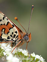 DSCN5840: Roter Scheckenfalter (Melitaea didyma)