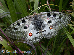 Apollofalter (Parnassius apollo) (30.11.1999, DSCN5868)
