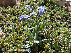 Photo: Alpen-Vergissmeinnicht