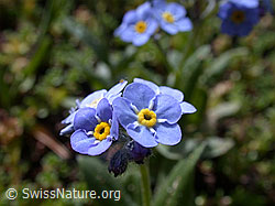 Photo: Gebirgs-Vergissmeinnicht