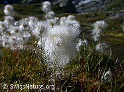Photo: Scheuchzers Wollgras