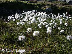 Photo: Scheuchzers Wollgras