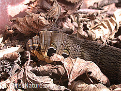 Deilephila elpenor, caterpillar (DSCN6143) Deilephila elpenor, caterpillar (DSCN6143)