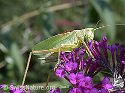 Grünes Heupferd (Tettigonia viridissima) (DSCN6222)