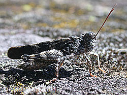 DSCN6227: Blauflügelige Ödlandschrecke (Oedipoda caerulescens)