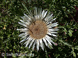 DSCN6229: Silberdistel