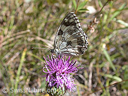 DSCN6241: Schachbrett (Melanargia galathea) auf Blüte der Skabiosen-Flockenblume (Centaurea scabiosa)