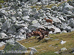 DSCN6513: Ziegen in alpinem Gelände