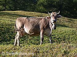 DSCN6658: Rind
