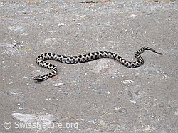 DSCN6780: Aspisviper (Vipera aspis)