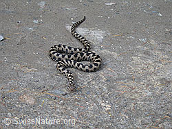 DSCN6781: Aspisviper (Vipera aspis) in Angrifsstellung