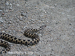 DSCN6782: Aspisviper (Vipera aspis)