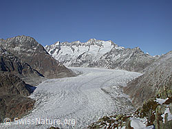 DSCN7445: Aletschgletscher von der Moosfluh