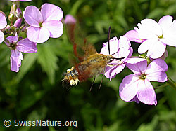 Hummelschwärmer (Hemaris fuciformis) (DSCN8326)