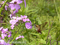 Hummelschwärmer (Hemaris fuciformis) (DSCN8336)