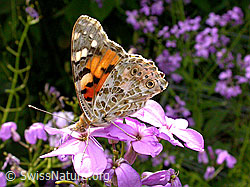 Distelfalter (Cynthia cardui) (DSCN8361)