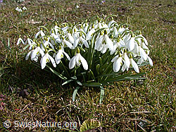 DSCN8417: Schneeglöckchen (Galanthus nivalis)