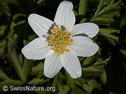 DSCN8504: Buschwindröschen (Anemone nemorosa).