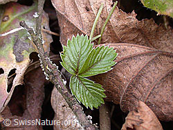 Blatt einer Erdbeere zwischen dürrem Laub (DSCN8604)