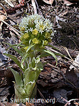 Photo: Weisse Pestwurz (Petasites albus)