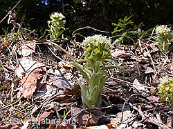 Photo: Weisse Pestwurz (Petasites albus)