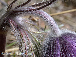 Berg-Anemone (Pulsatilla montana) (DSCN8805)