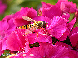 Hainschwebfliege (Episyrphus balteatus)