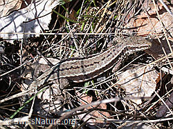 DSCN8886: Mauereidechse (Podarcis muralis)