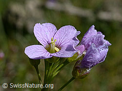 DSCN8934: Wiesen-Schaumkraut (Cardamine pratensis)