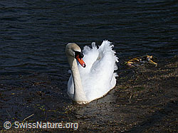 DSCN8966: Höckerschwan (Cygnus olor) mit leuchtend weissen Federn