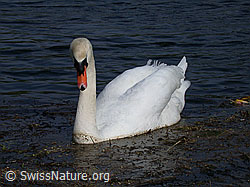 DSCN8968: Höckerschwan (Cygnus olor), Ansicht von vorne